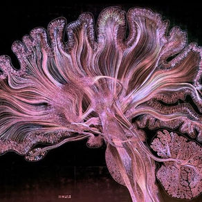 THE TRUTH ABOUT ADHD