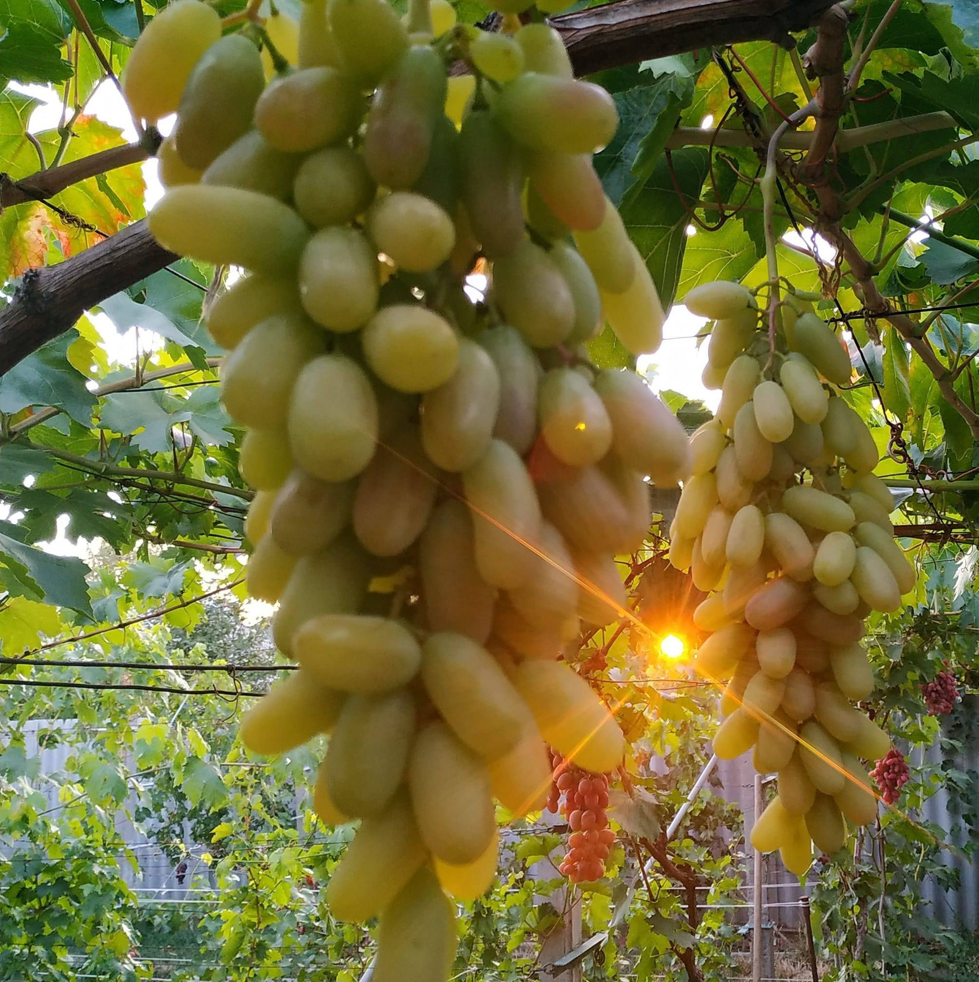 Кетмон сапи