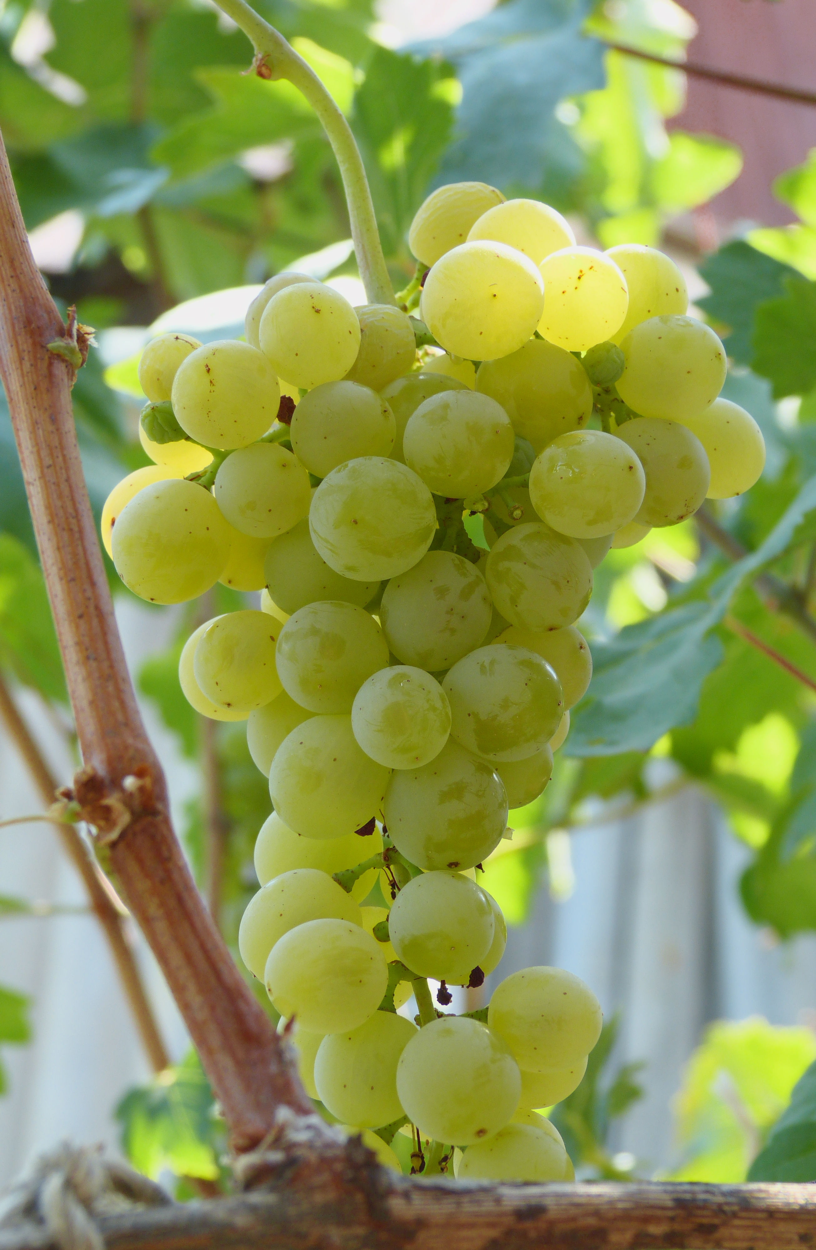 Гечеи заматош