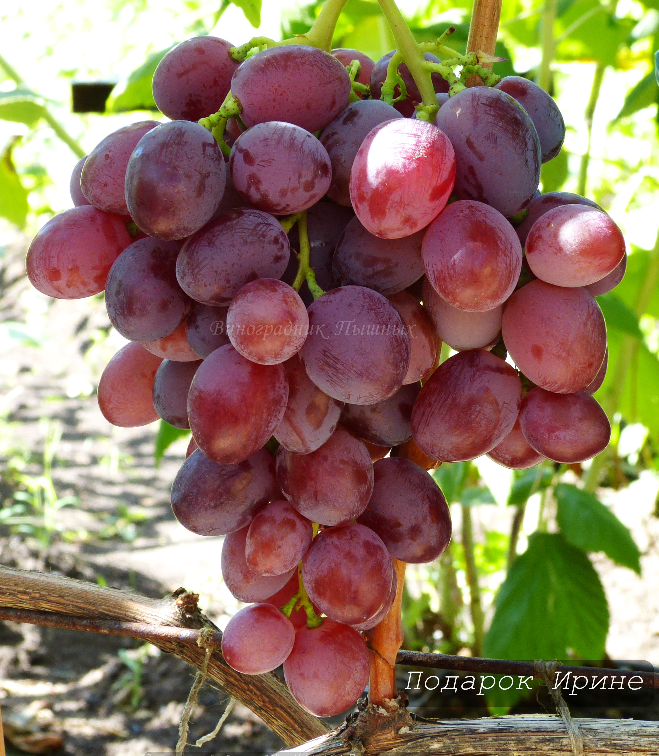 Подарок Ирине