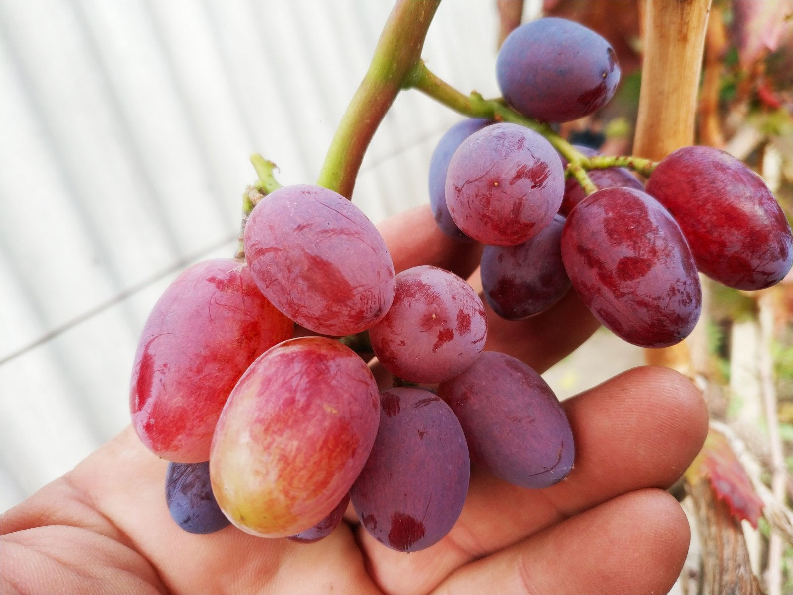 Императрица