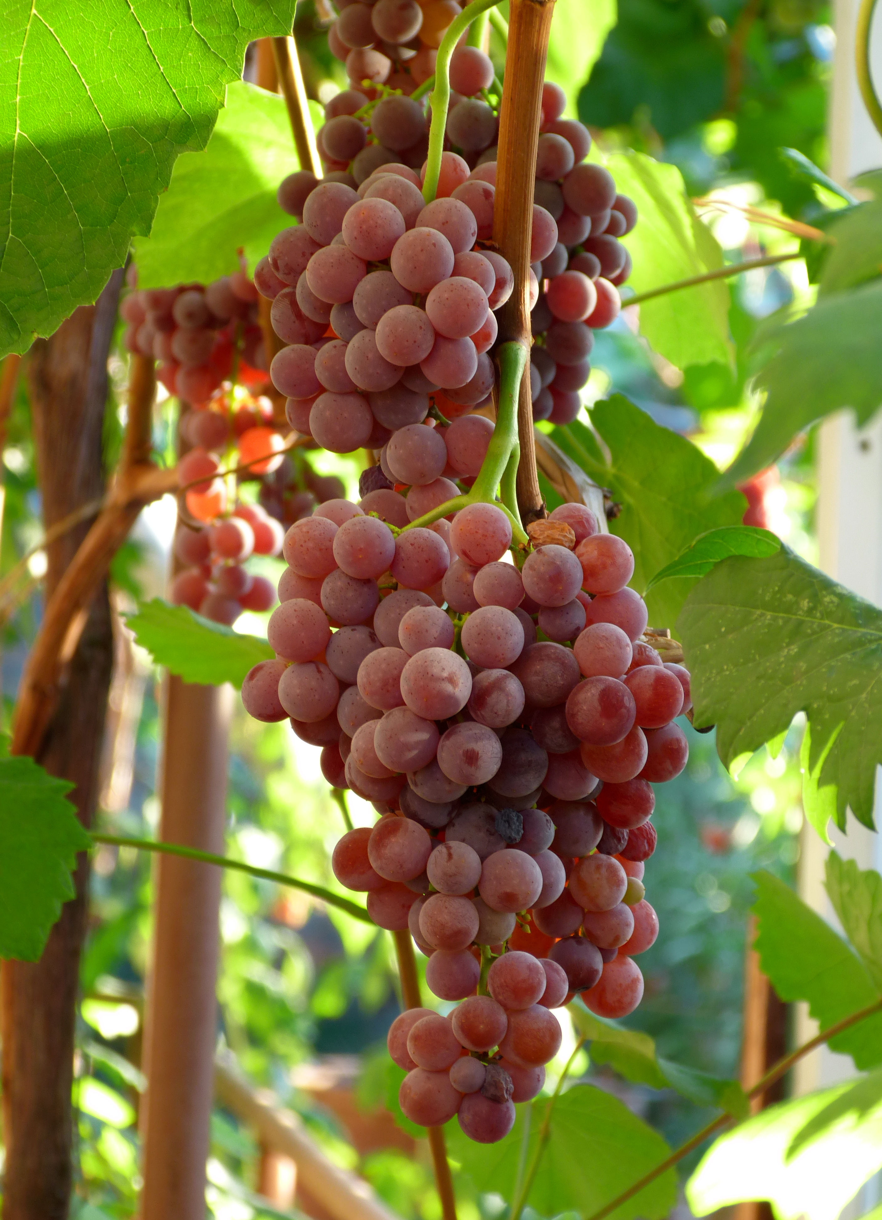 Кишмиш Катавба (Catawba)