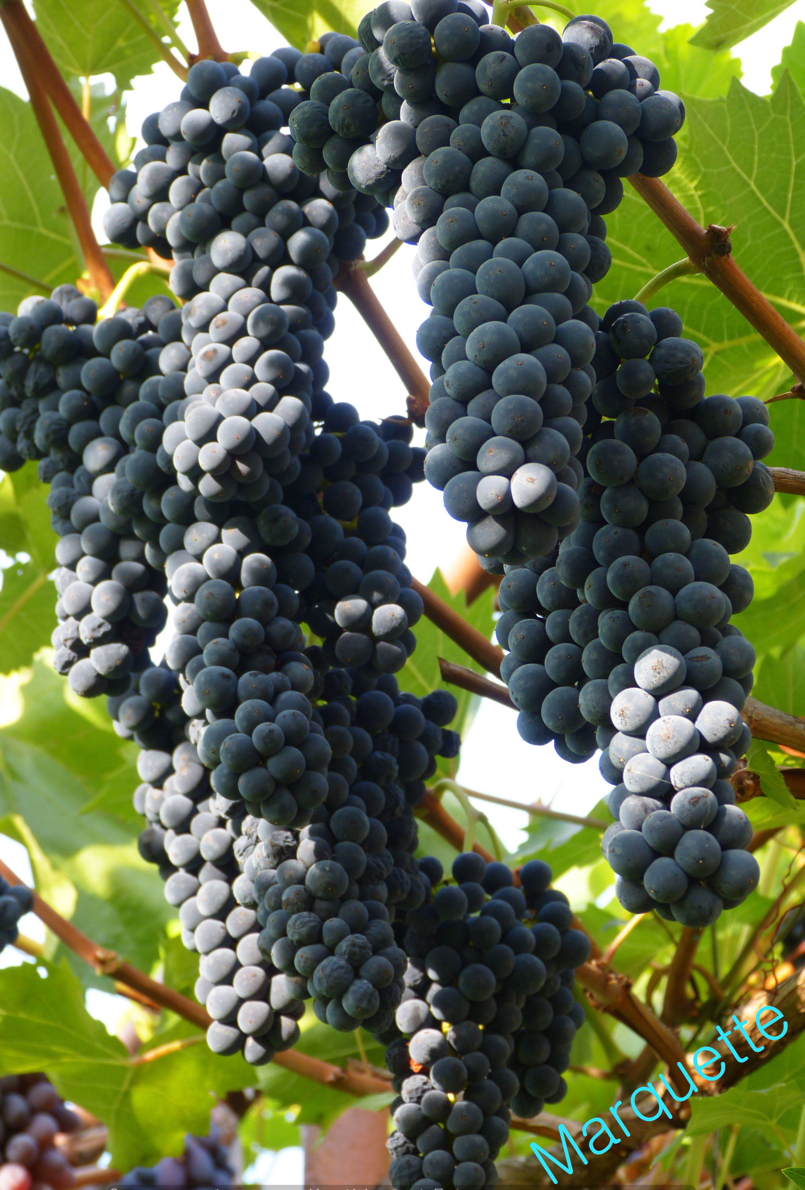 Маркетт(Marquette)