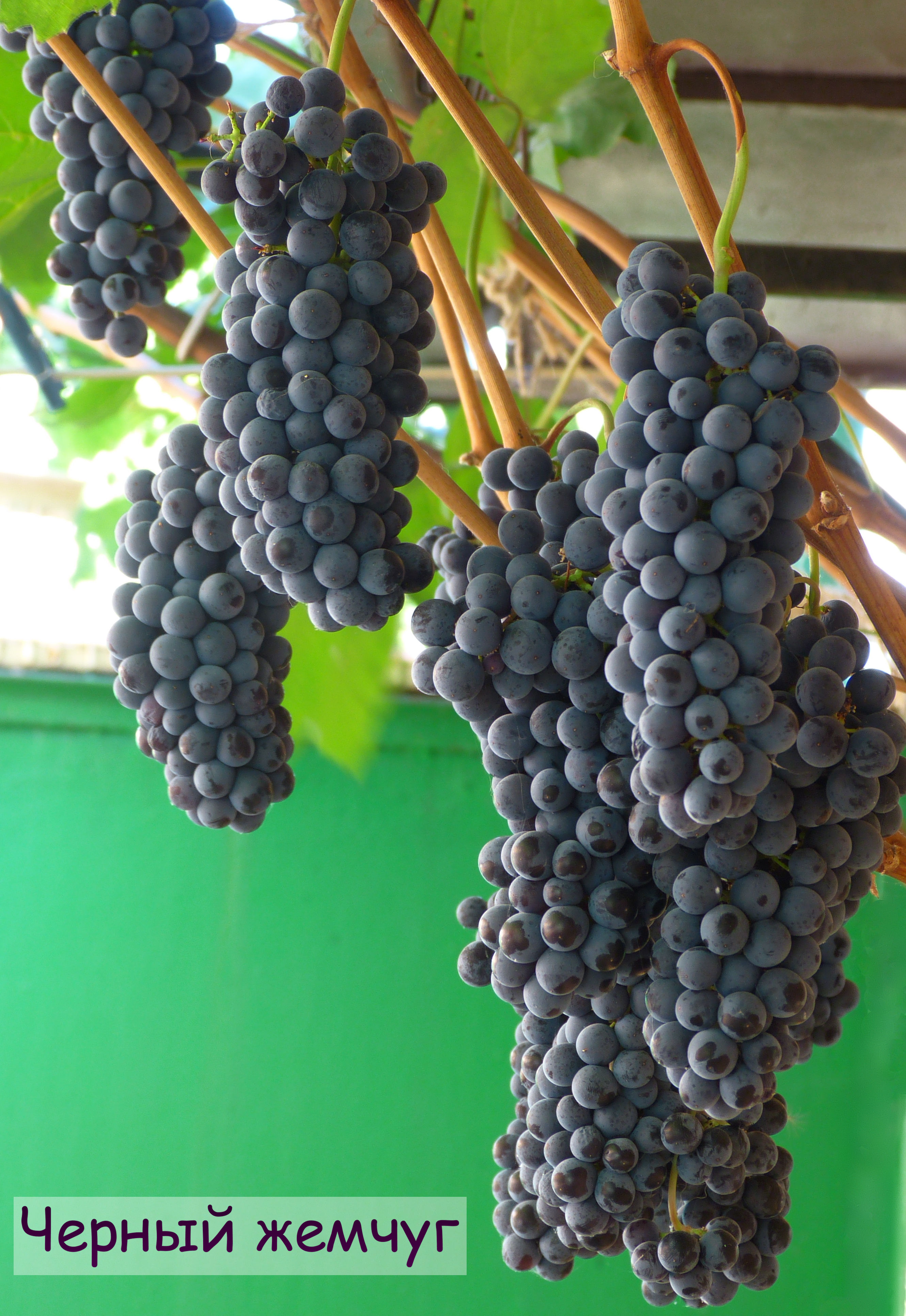 Черный жемчуг