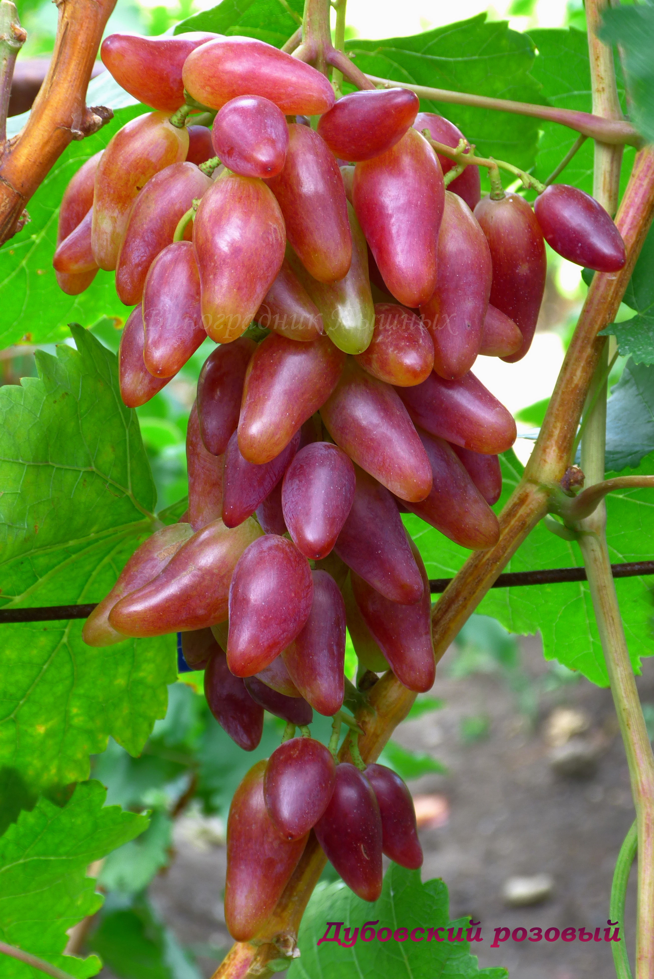 Дубовский розовый