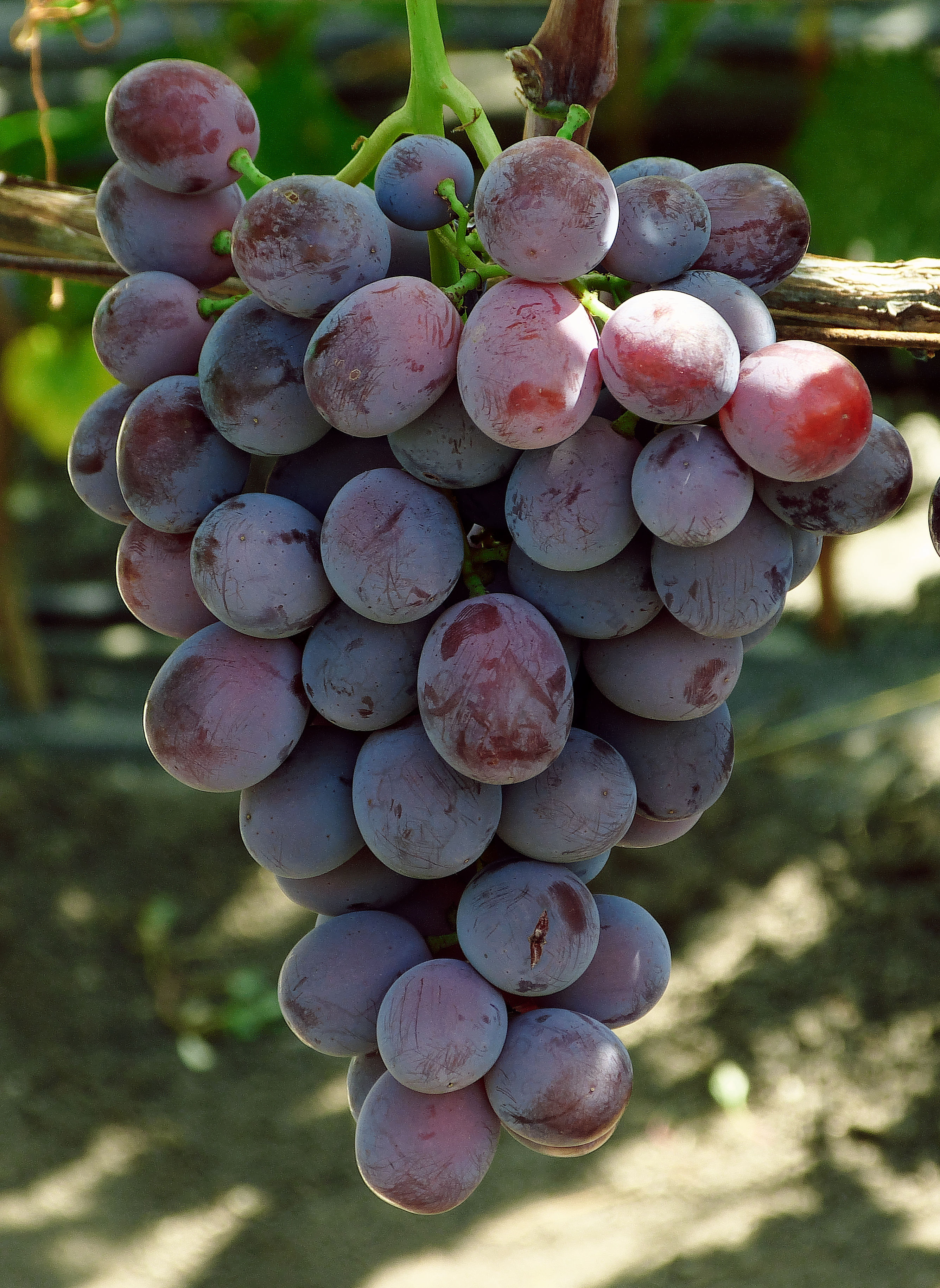 виноград армани