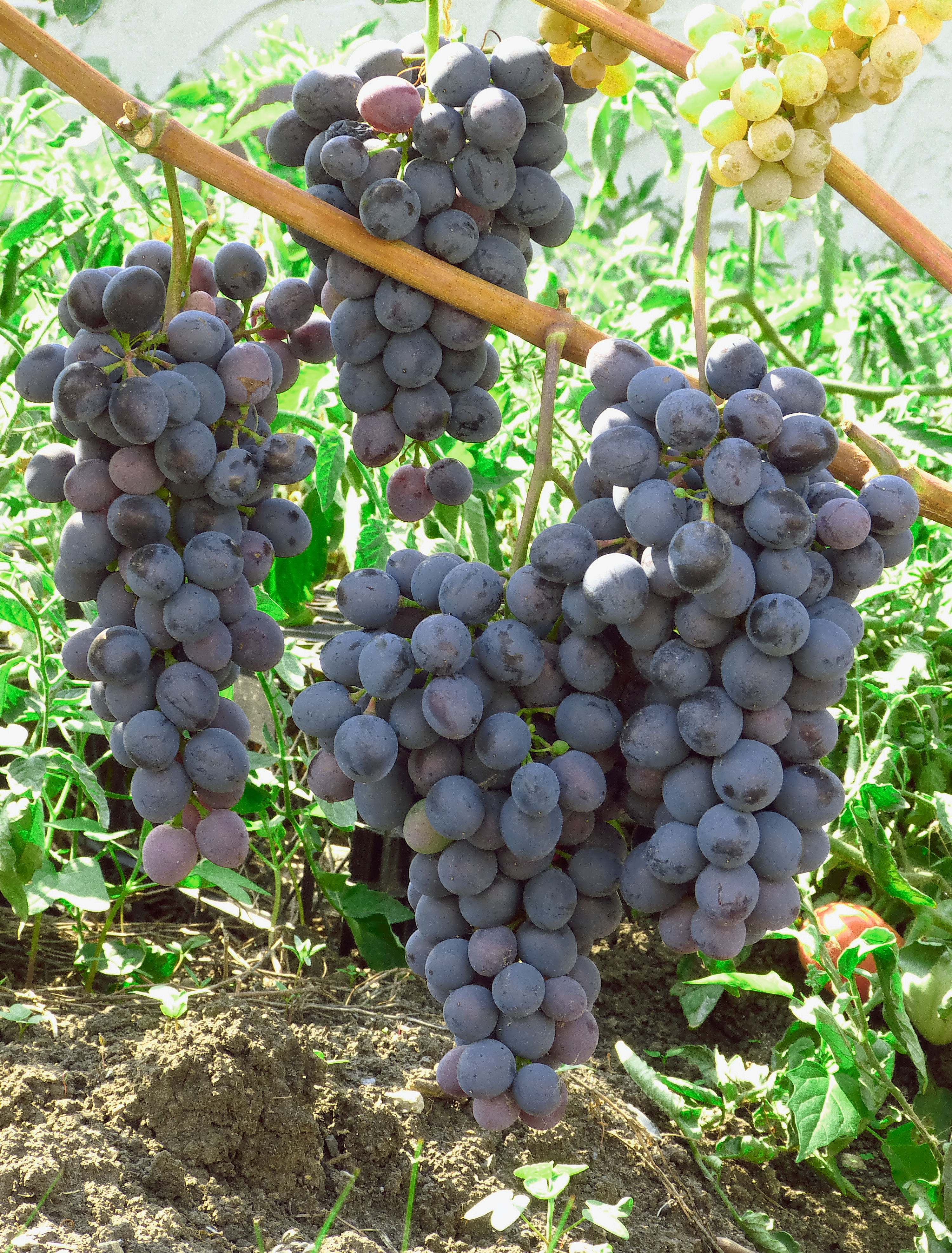 Киевская русь