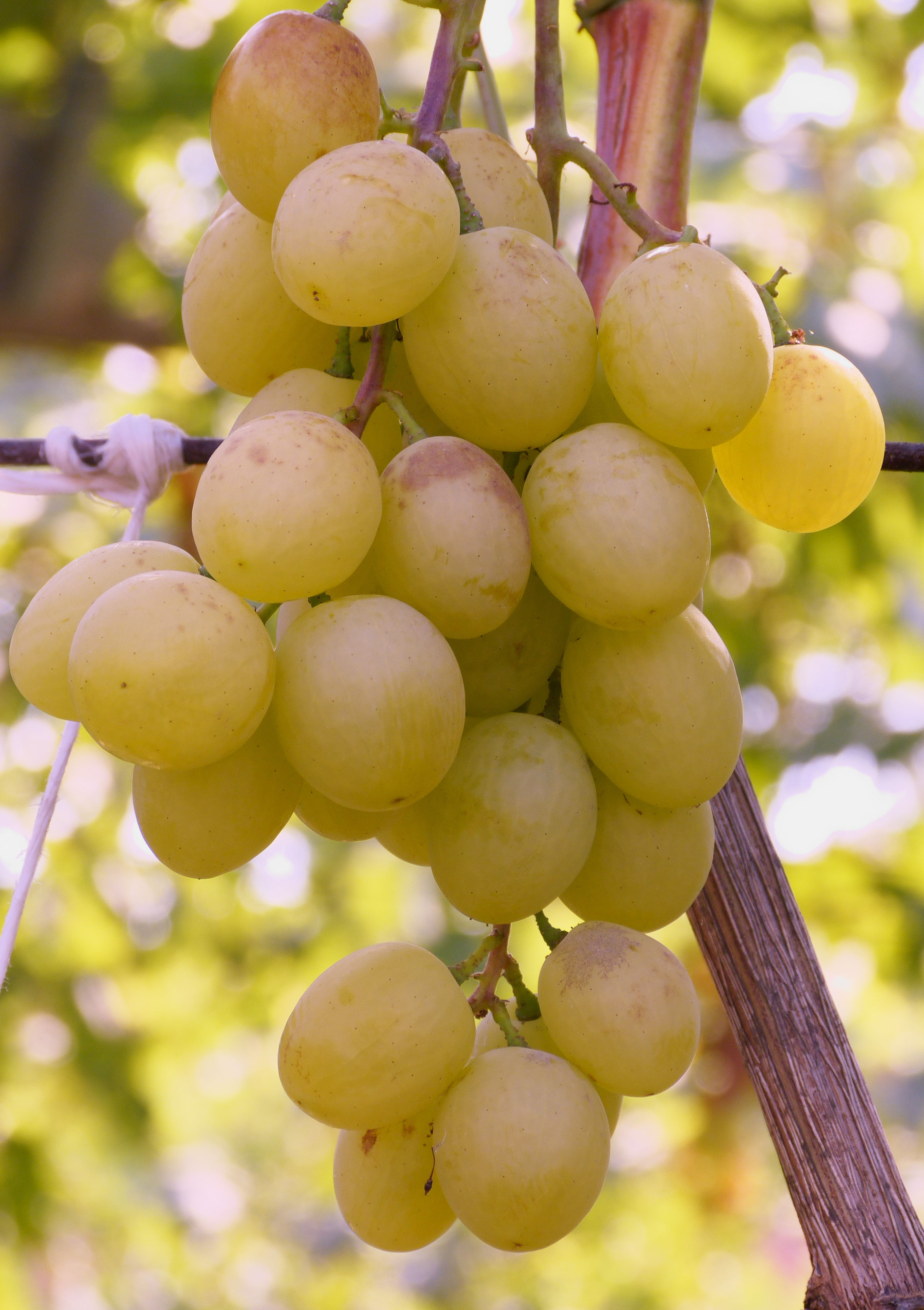 Белоснежка