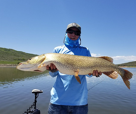 Northern Pike, Catch and Release on the Williams Fork