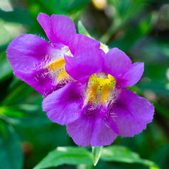 20260726_Alta_DSC_3462-_PurpleMonkeyflower.jpg