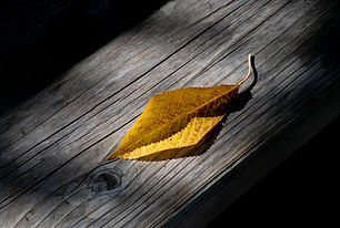 20221004Flowers_RBG_DSC_4651 copy.jpg