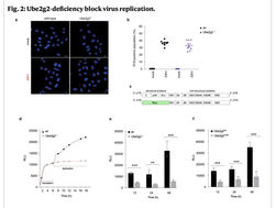 Viral subversion of selective autophagy is critical for biogenesis of virus replication organelles