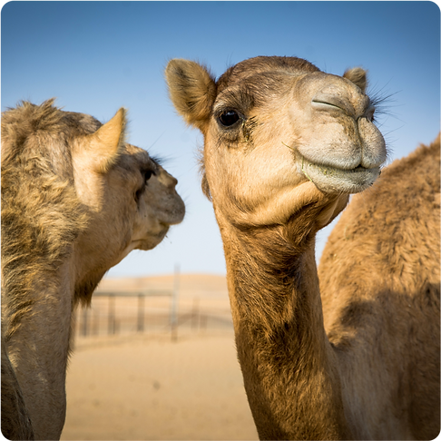 camels.png