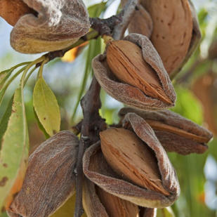 Nuts