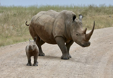 Rhino & baby, Nairobi Nat'l Park