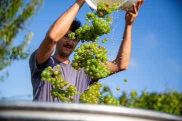 In Zürcher Weinbergen