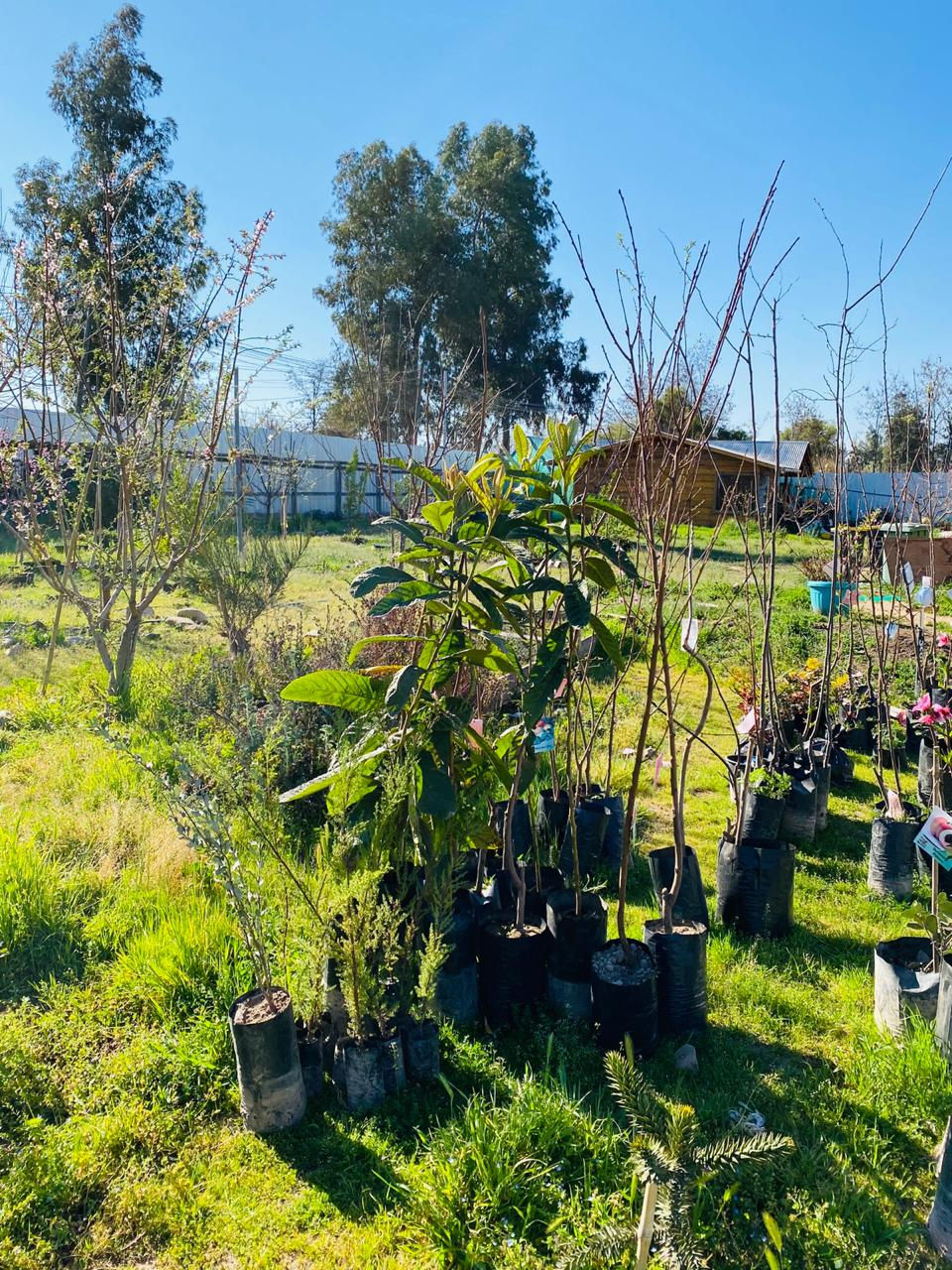 Miniatura: PARCELA PIRQUE