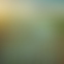 La Producción de Papa en los Países Bajos