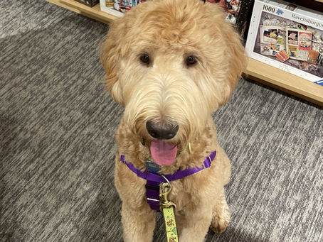A light colored bearded retriever wearing a purple harness sitting in front of a shelf of puzzles at a bookstore.