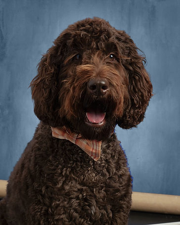 Dog with curly brown hair and wearing a bow tie looking at camera
