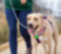 woman walking dog.png