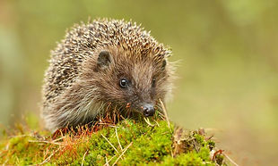 Hedgehog 1000x600.jpeg
