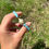 Thumbnail: Turquoise Turtle Bracelet 