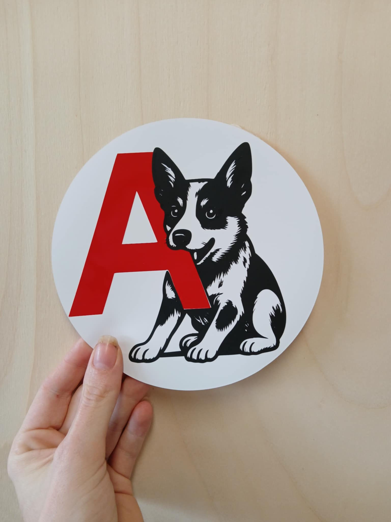 Jeune conducteur" Bouvier Australien