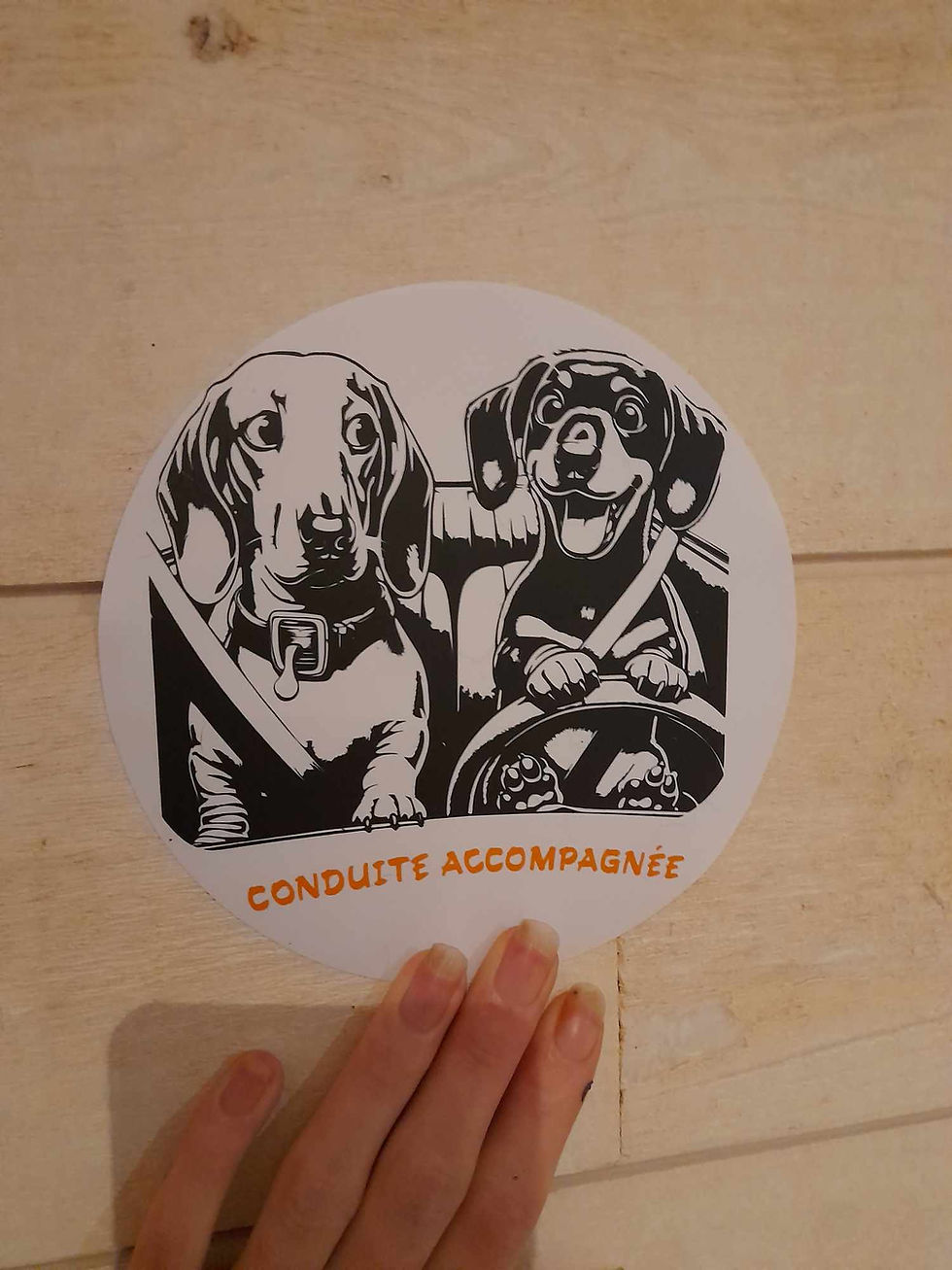 Miniature : Autocollant conduite Accompagnée teckel