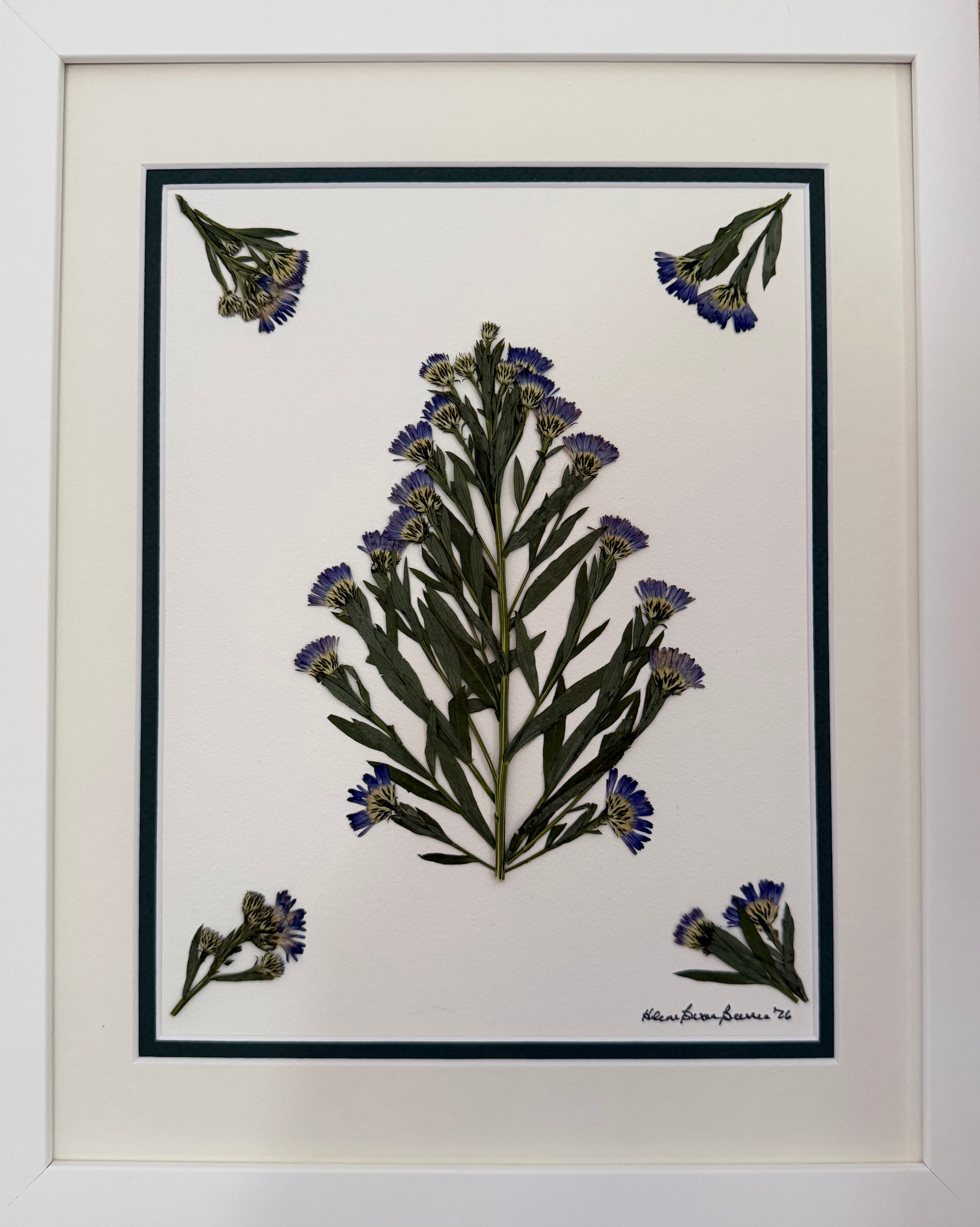 Centaurea Cyanus