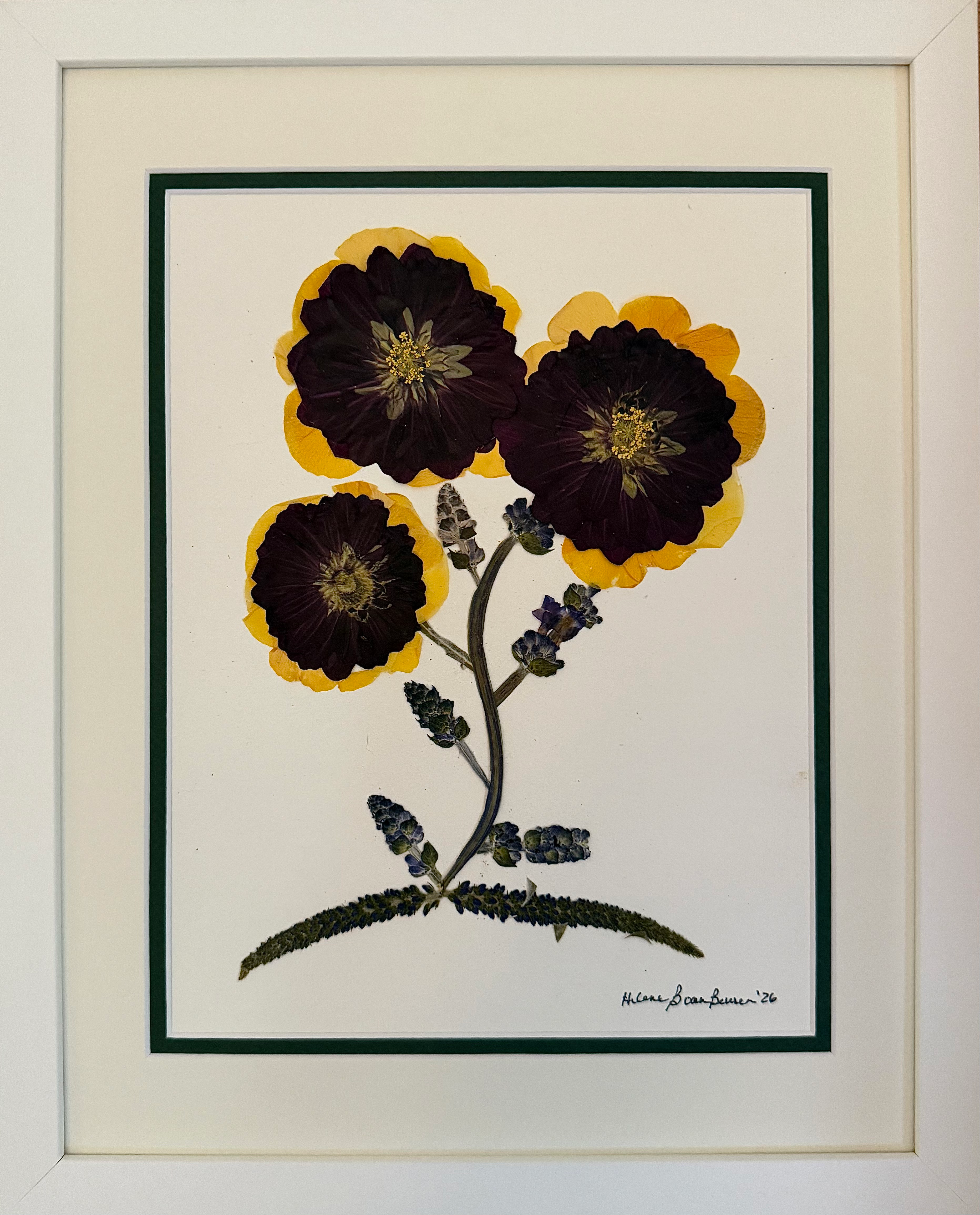 Chocolate Cosmos & Lavender