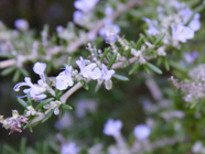 Rosemary, "Dew of the Sea": Unveiling Its Etymology and Myriad of Benefits
