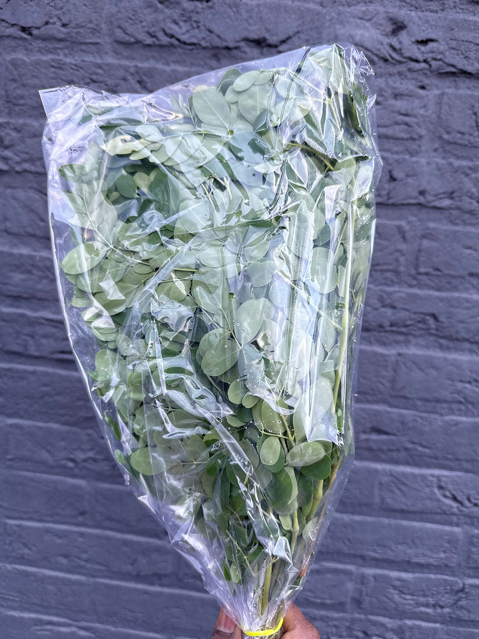 Thumbnail: Drumstick Leaves (Moringa / Munagaku / Murungai Keerai / Sahjan Patta)