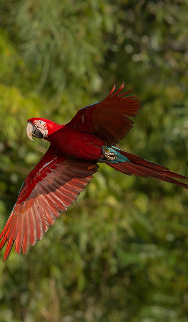 ave-de-america-del-sur-en-el-habitat-natural.jpg