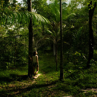 Journey through the Amazon rainforest