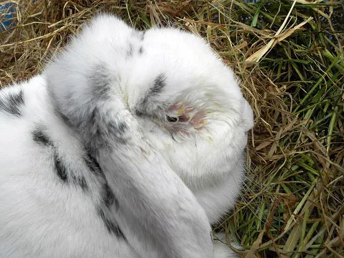 Home | House Rabbit Society