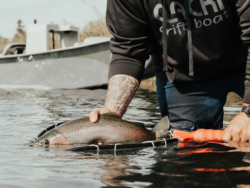 Bow River Runoff Fishing: Advanced Tactics for High Water Success