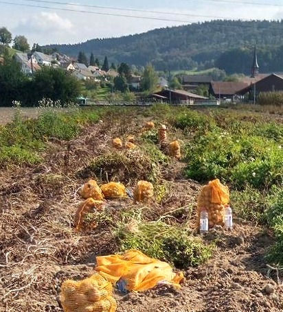 patatoe harvest