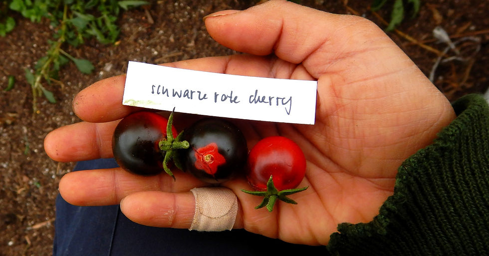 cherry tomatoe