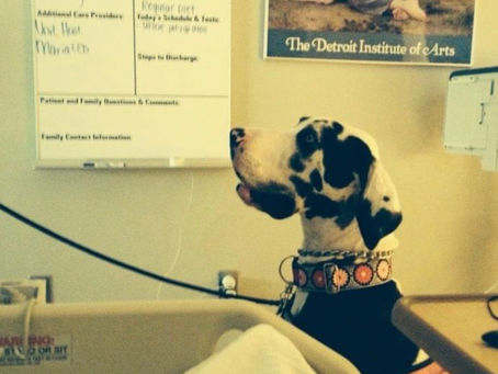 U of M Therapy Dog - Lady