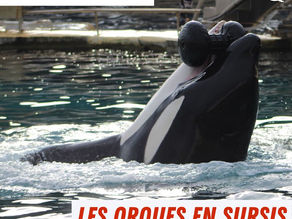 Orques du Marineland d’Antibes : quelles solutions ? (Alpes-Maritimes)