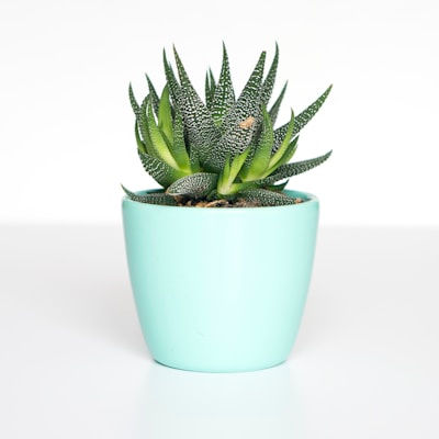 Vaso Decorativo para Jardim - Vista do Produto