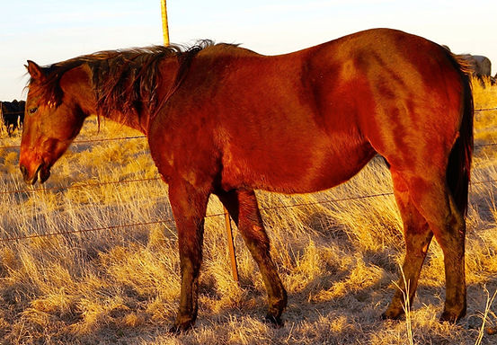 denali rose left.jpg