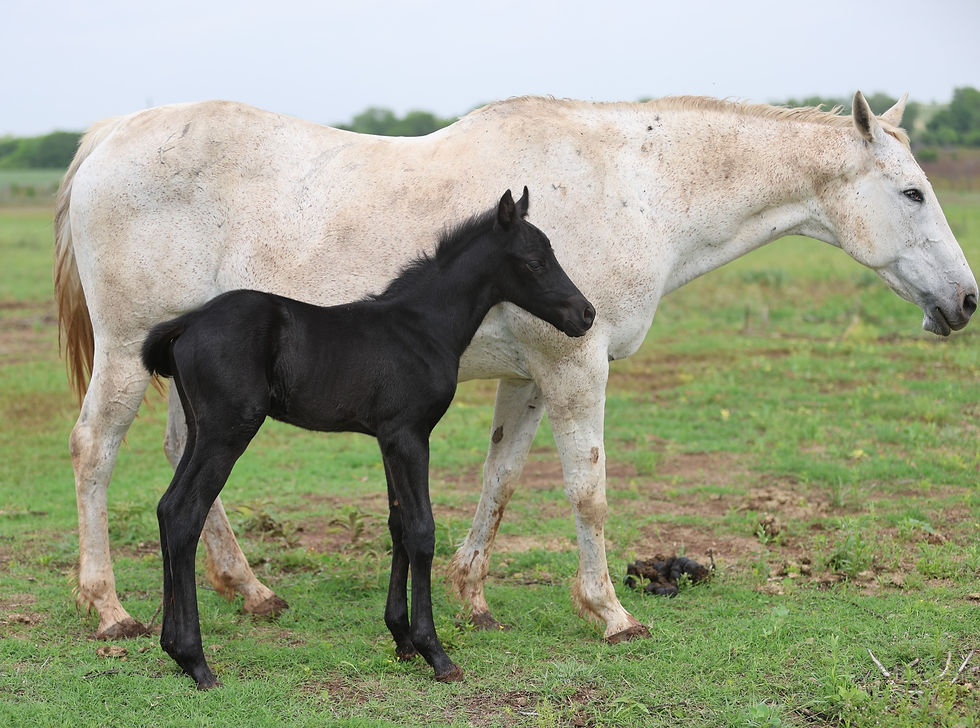 HOAL colt