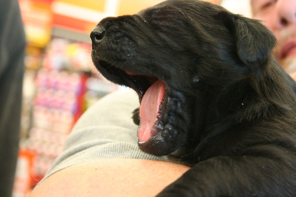 Yawning Puppy