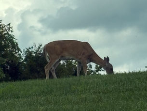 Whispers From The Ancients: A Sacred Site Awakens