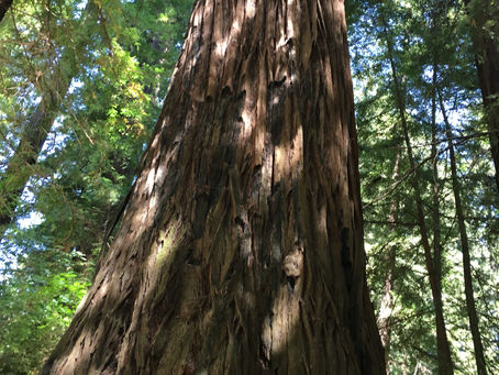 The Redwoods - Lonely, but never alone.