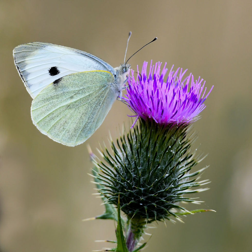 butterfly