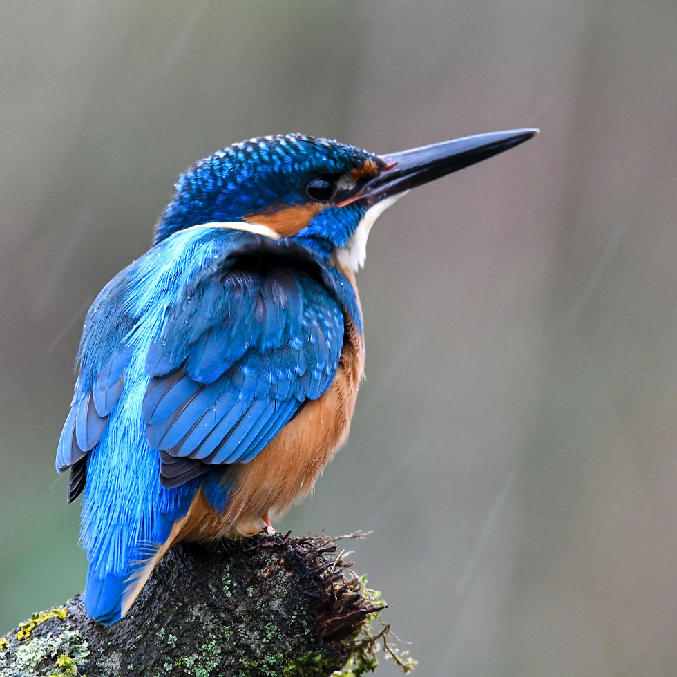 kingfisher 2