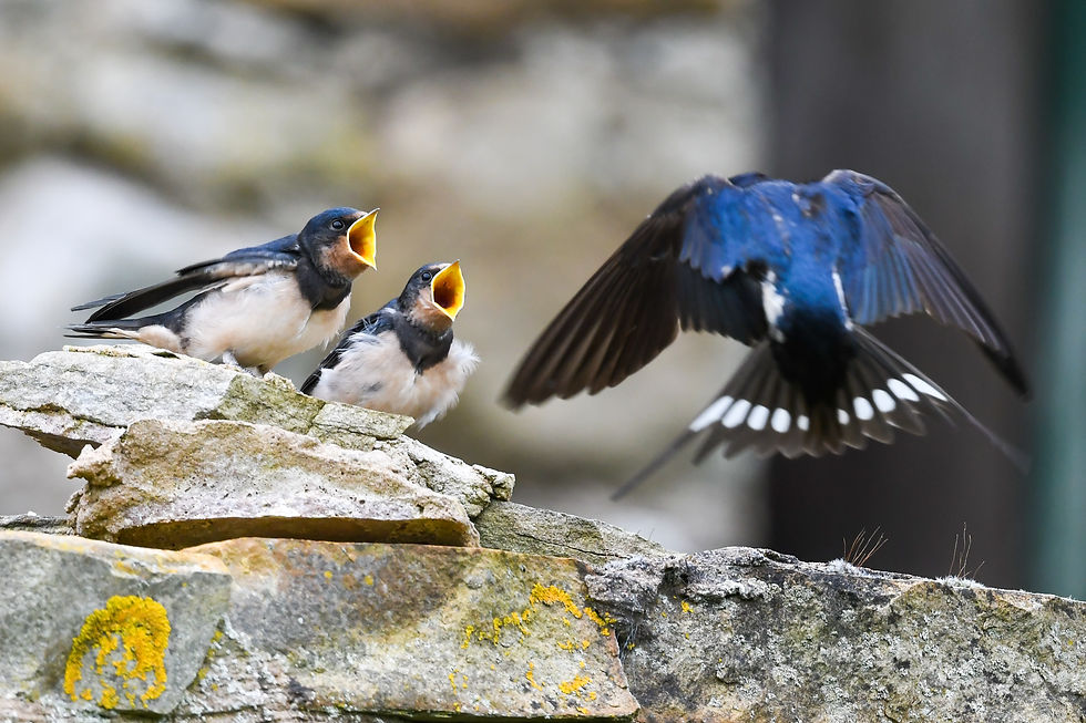 hungry swallows